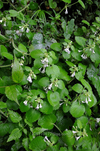 Glechoma biondiana