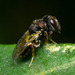 Psilocera - Photo (c) Joseph Connors, all rights reserved, uploaded by Joseph Connors
