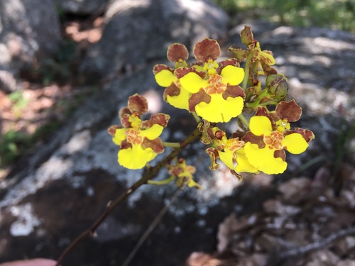 Short-Leaved Mule-Ear Orchid
