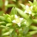New Zealand Pygmyweed - Photo (c) Michael Cincotta, all rights reserved, uploaded by Michael Cincotta
