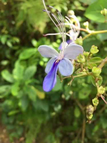 Rough-leaved Cats-whiskers