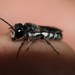 Megachile cephalotes - Photo (c) AmMad AhMad, todos los derechos reservados, subido por AmMad AhMad