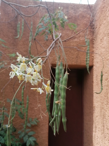 Moringa tree