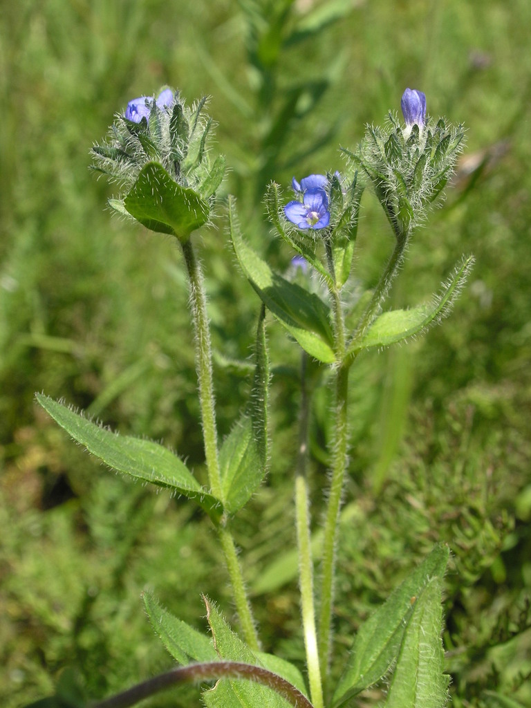 Veronica ciliata from Undur-Ulaan, Mongolia on 2006년 07월 30일 (일) at 02:19 오후 by Oyuntsetseg Batlai · iNaturalist... 