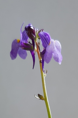 Linaria ricardoi