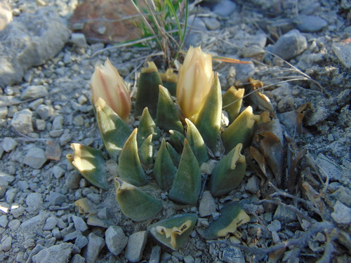 Ariocarpus trigonus