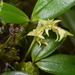 Bulbophyllum nutans - Photo (c) chacled, all rights reserved, uploaded by chacled