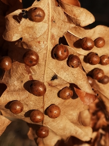 Pea Gall Wasp