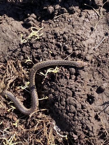 iNaturalist observation photo of San Diego Gopher Snake