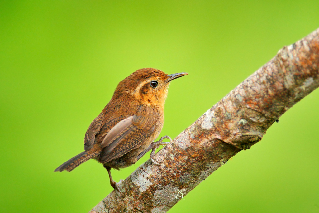 Mountain Wren (Troglodytes solstitialis) photo