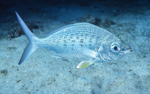 Yellowfin Mojarra