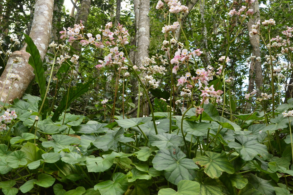 Begonia sericoneura from Municipio de Tulum, Q.R., México on February ...