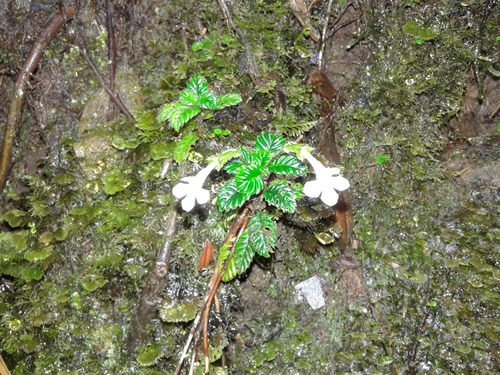 Cremosperma maculatum