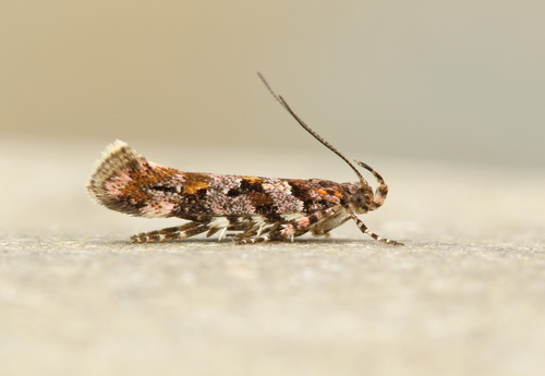 Aristotelia pudibundella