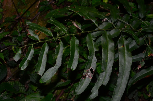 Subfamily Cryptogrammoideae INaturalist Subfamily Cryptogrammoideae INaturalist