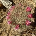 Mammillaria miegiana - Photo (c) Geovanny Lanphar, όλα τα δικαιώματα διατηρούνται, uploaded by Geovanny Lanphar