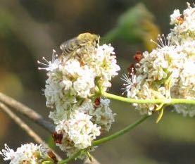 iNaturalist observation photo of Cellophane Bees