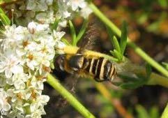 iNaturalist observation photo of Villa lateralis