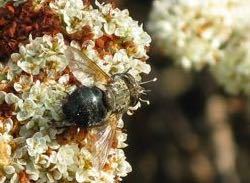 iNaturalist observation photo of Archytas