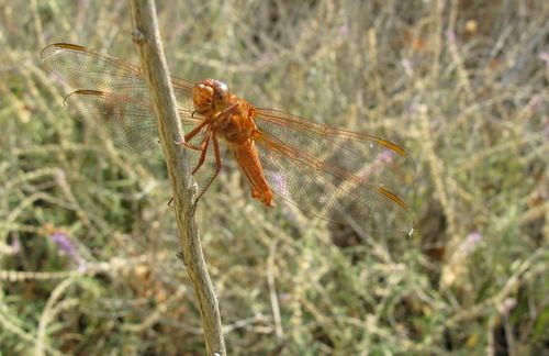 iNaturalist observation photo of Neon Skimmer