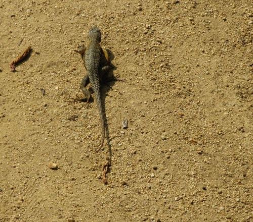 iNaturalist observation photo of Western Fence Lizard
