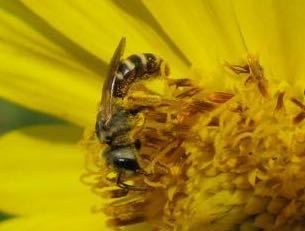 iNaturalist observation photo of Ligated Furrow Bee