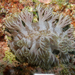 Marioniopsis - Photo (c) Terry Gosliner, όλα τα δικαιώματα διατηρούνται, uploaded by Terry Gosliner