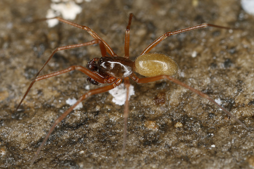 Porrhomma