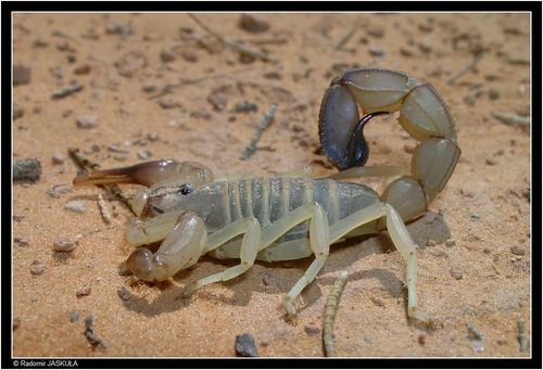 Androctonus australis