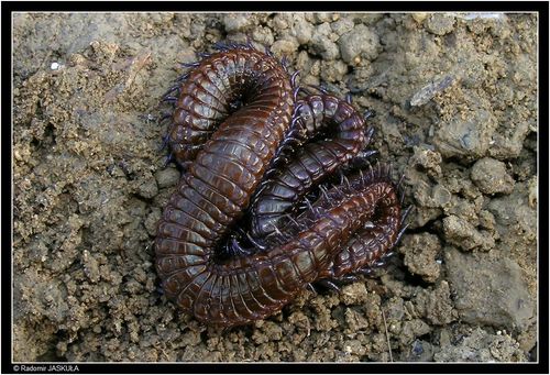 Orya almohadensis