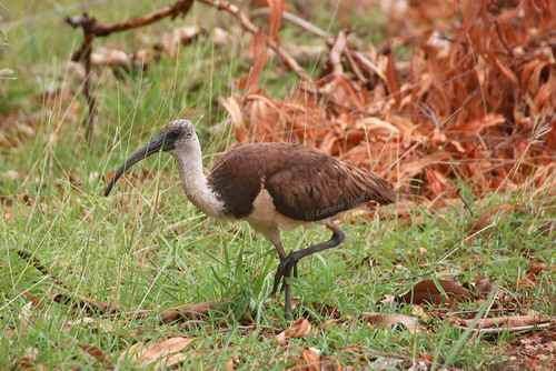 Straw-necked Ibis