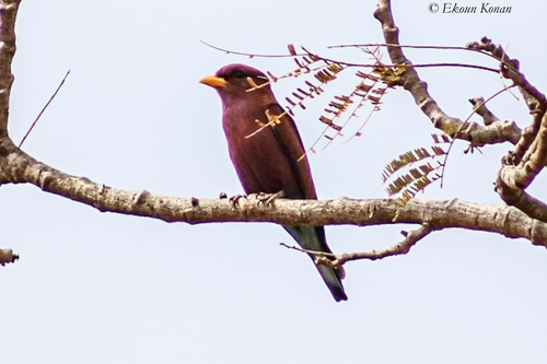 Eurystomus glaucurus afer