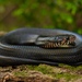 Eastern Indigo Snake - Photo (c) markkrist, all rights reserved, uploaded by markkrist