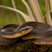 Plain-bellied Watersnake - Photo (c) markkrist, all rights reserved, uploaded by markkrist