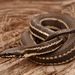 Gulf Saltmarsh Snake - Photo (c) markkrist, all rights reserved, uploaded by markkrist