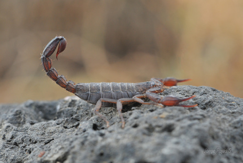 Mexican Scorpion