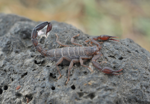 Mexican Scorpion
