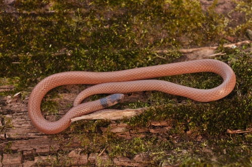 Southeastern Crowned Snake
