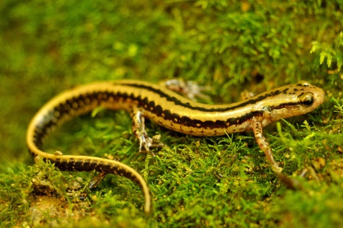 Three-lined Salamander