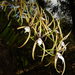 Brassia signata - Photo (c) Rufino Sandoval Garcia, all rights reserved, uploaded by Rufino Sandoval Garcia