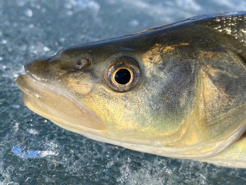 Northern Pikeminnow