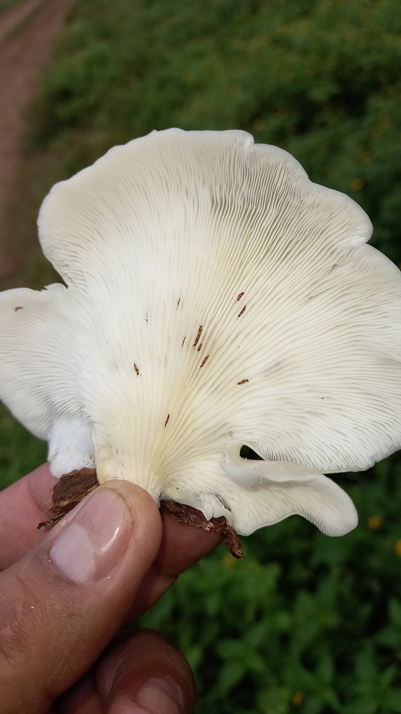 Oyster Mushrooms From Catemaco Ver M Xico On March At Pm By Big Birdy Inaturalist