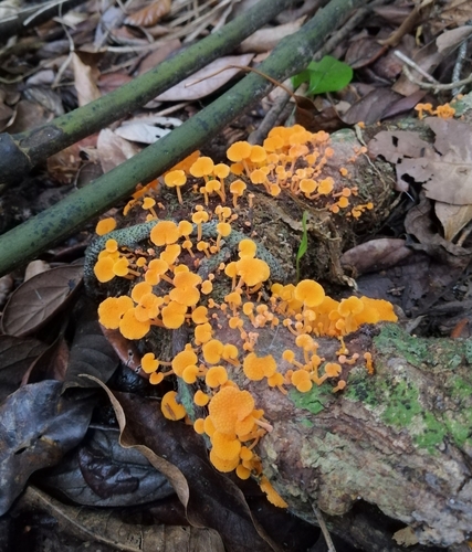 orange pore fungus