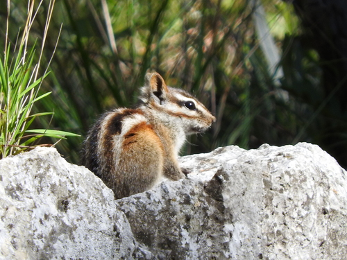 Sierra del Carmen Chipmunk