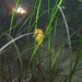 Observation photo