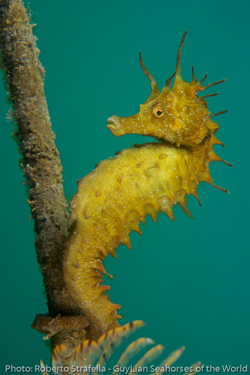 Long-snouted Seahorse
