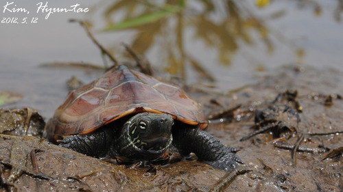 Chinese Pond Turtle