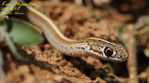 Slender Racer