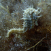 Observation photo