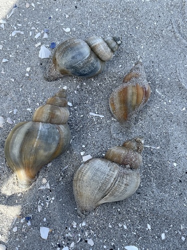 Red Whelk